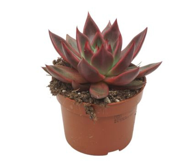 ECHEVERIA