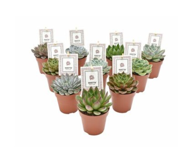 ECHEVERIA ROSETTA