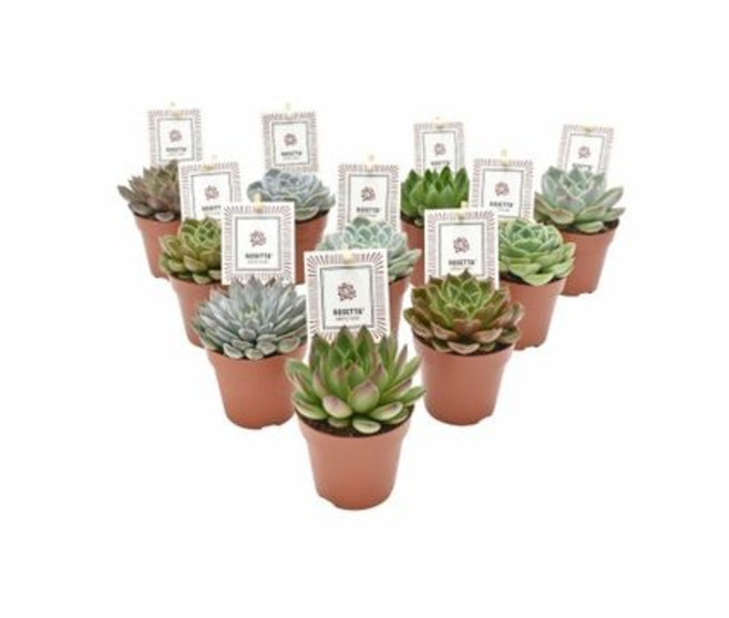 ECHEVERIA ROSETTA