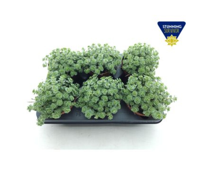 SEDUM SIEBOLDII