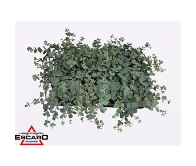 SEDUM SIEBOLDII