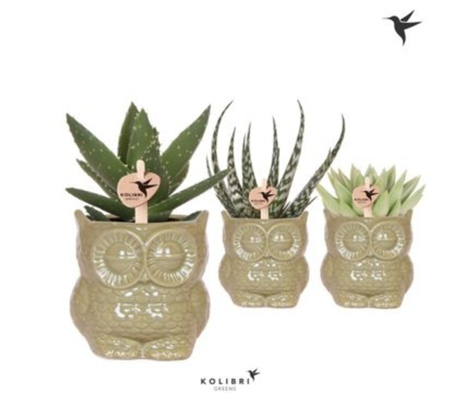 SUCCULENTE CERAM HIBOU