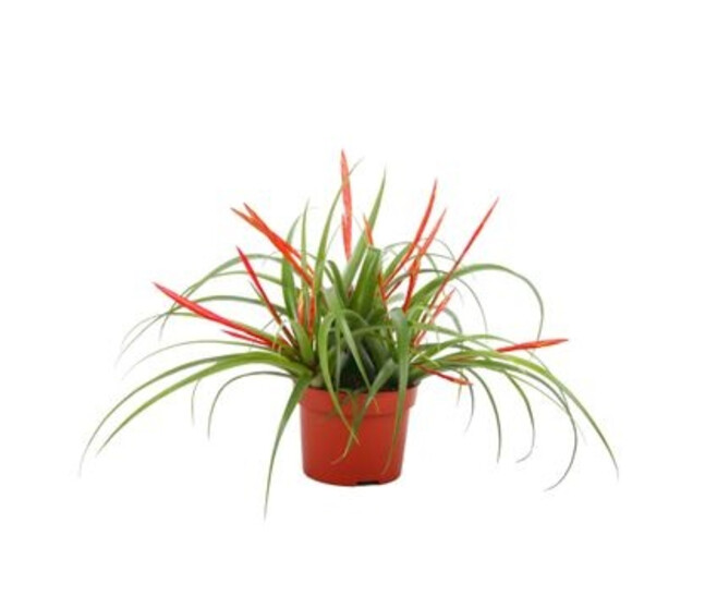 TILLANDSIA FLABELLATA