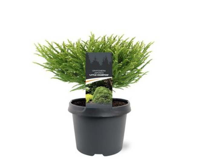 CRYPTOMERIA LITTLE CHAMPION