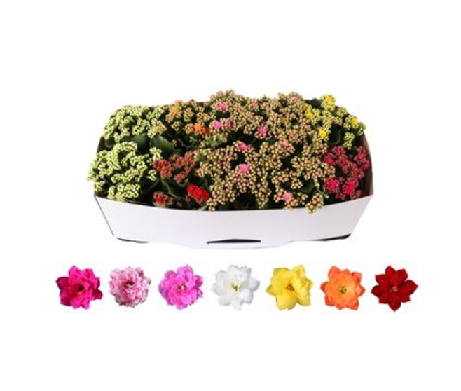 KALANCHOE FL DBLE VARIES