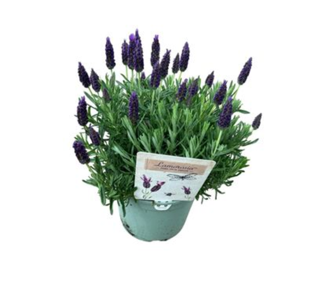 LAVANDE LAMOROSIA PURPLE FLAG