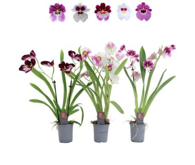 MILTONIA 2BR VARIE