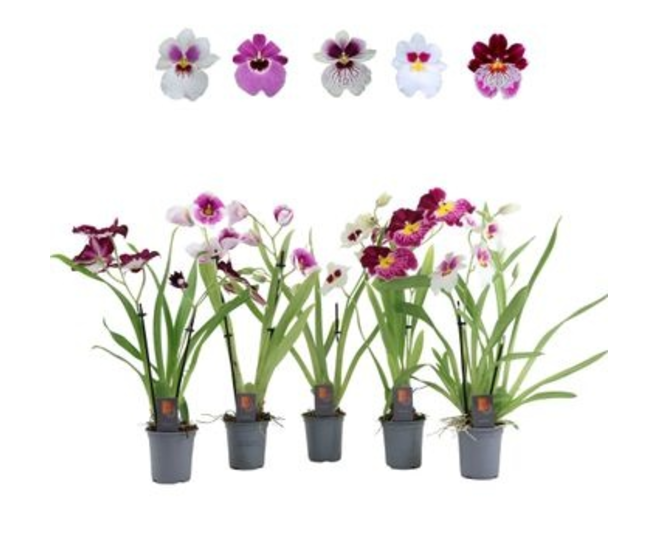 MILTONIA 2BR VARIE