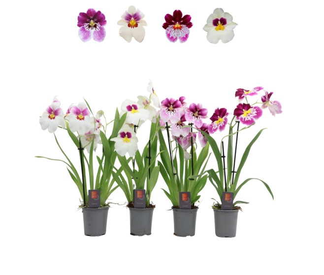 MILTONIA 2BR VARIE