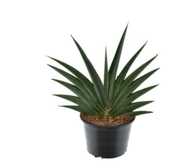 SANSEVIERIA HELIOS