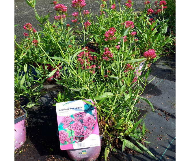 CENTRANTHUS RUBER COCCINEUS
