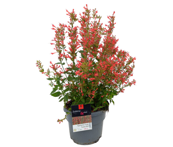 AGASTACHE KUDOS RED