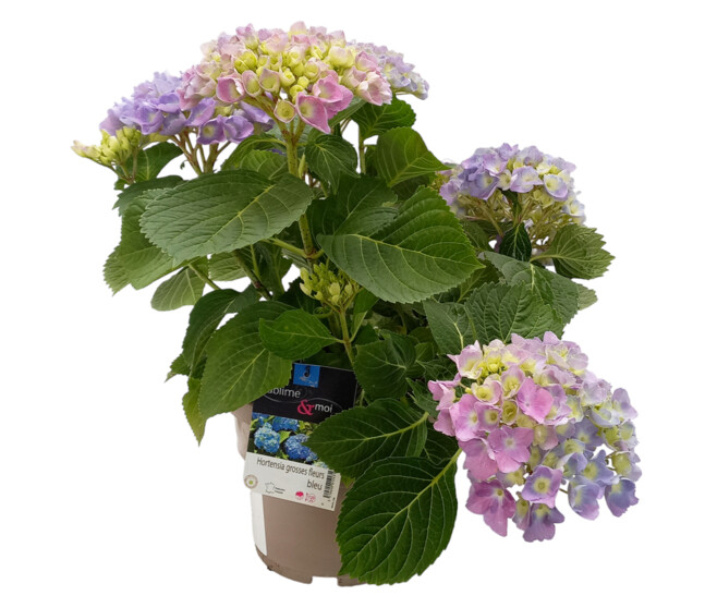 HORTENSIA MACROPHYLLA BLEU