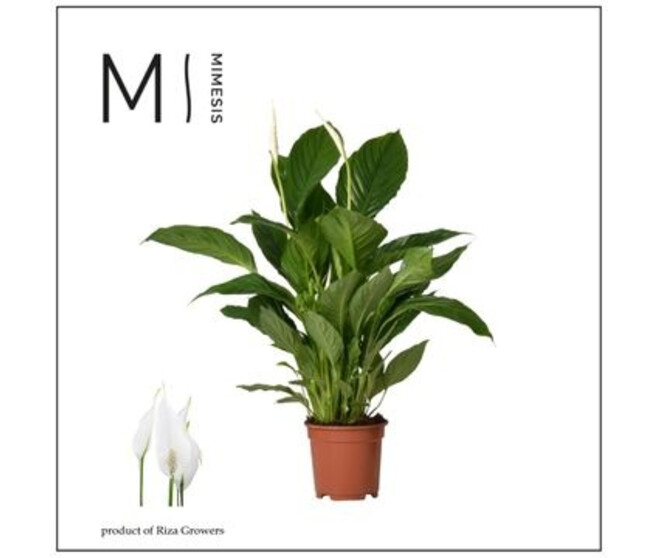 SPATHIPHYLLUM VIVALDI