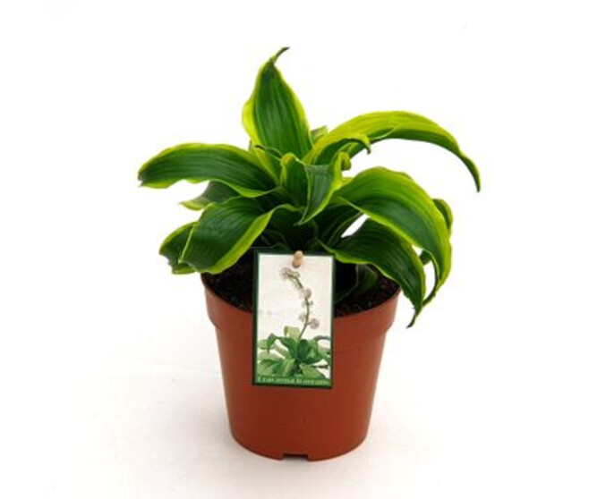 DRACAENA FRAGRANS TORNADO