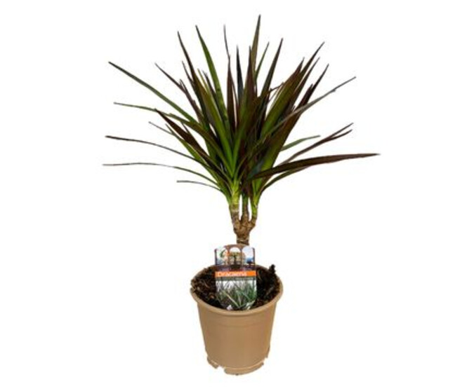 DRACAENA MAGENTA