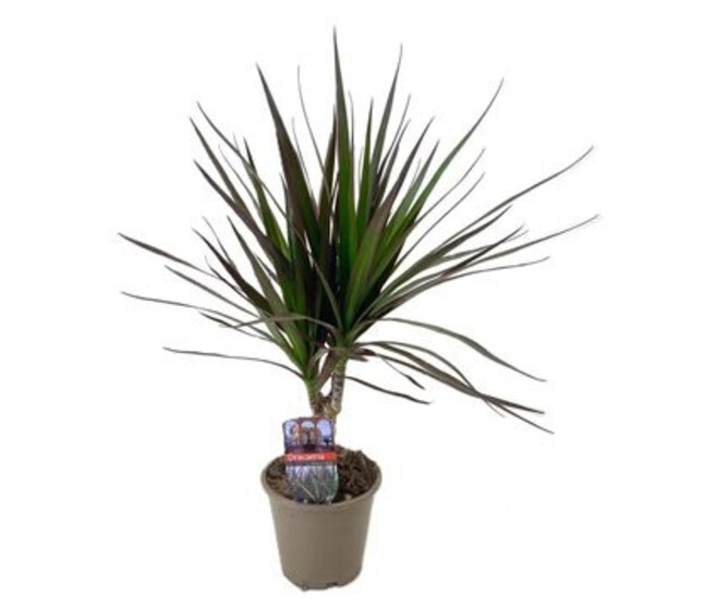 DRACAENA MAGENTA