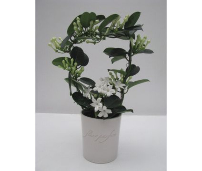 STEPHANOTIS 9/10GR CERAM