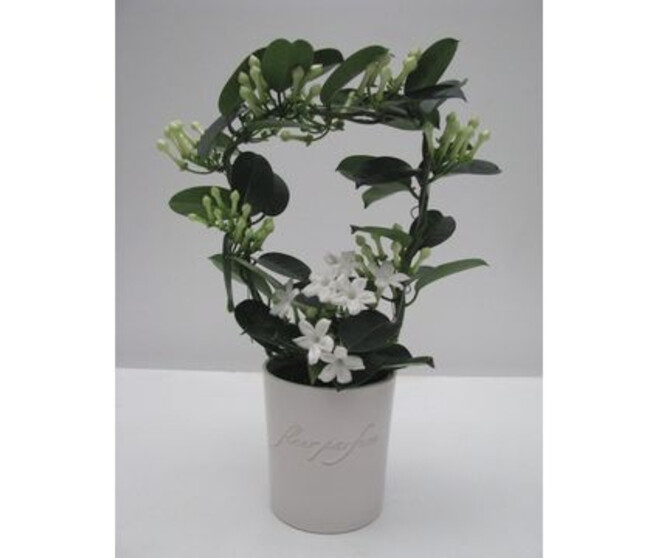 STEPHANOTIS 9/10GR CERAM
