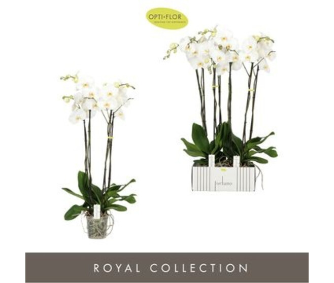 PHALAENOPSIS 4BR BLANC FORTUNO