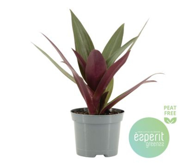 TRADESCANTIA RHOEO