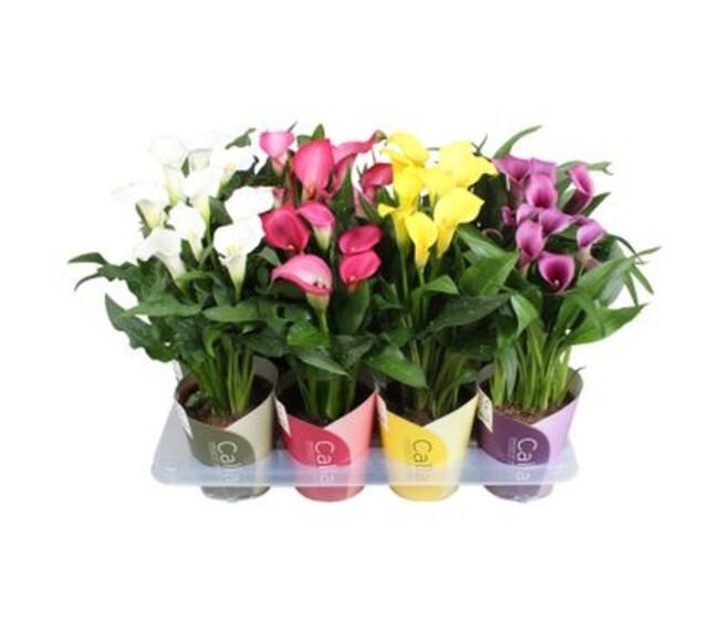 ARUM VARIES