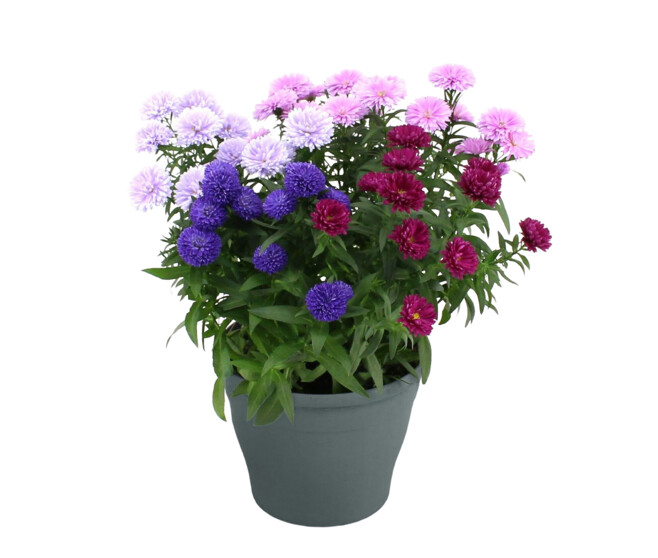 ASTER SHOWMAKERS
