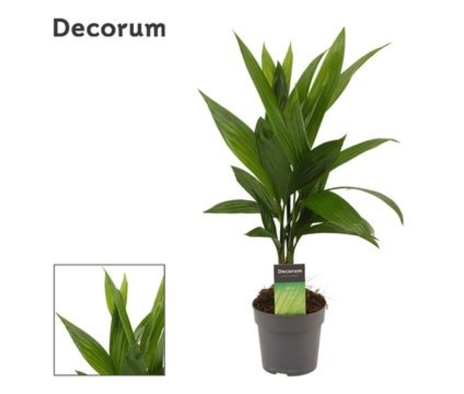 ARECA CATECHU