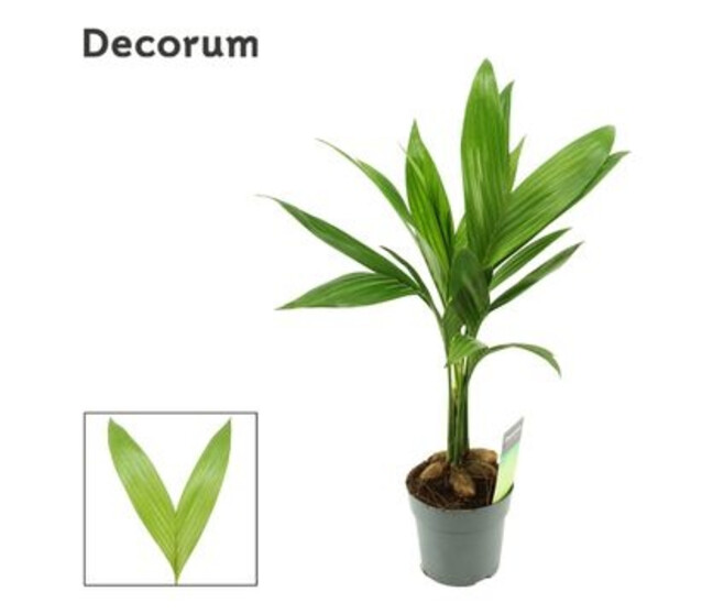 ARECA CATECHU