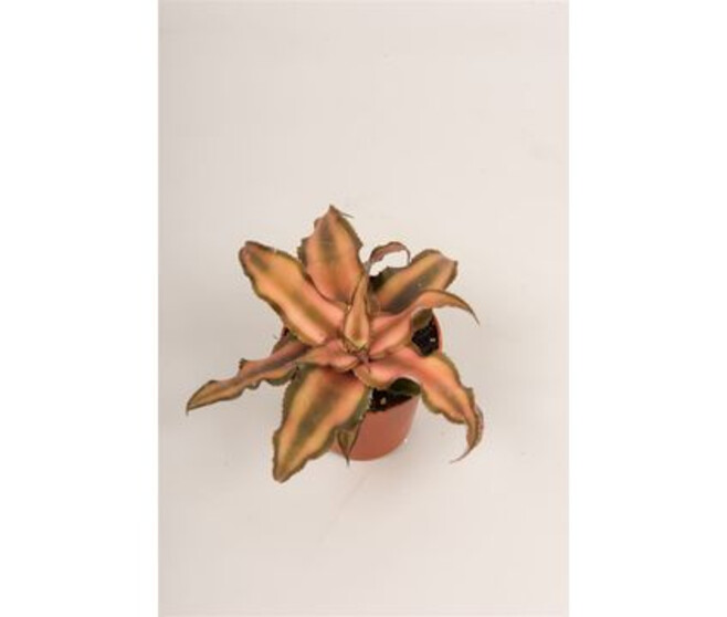 CRYPTANTHUS