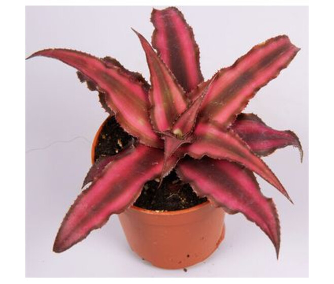 CRYPTANTHUS RED STAR