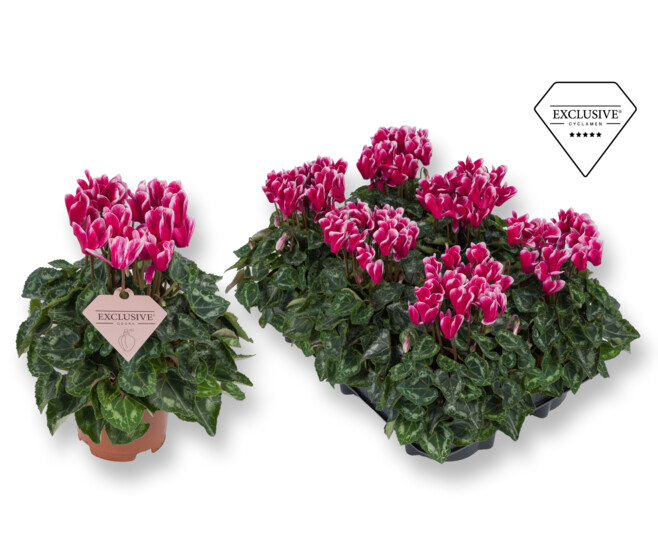 CYCLAMEN