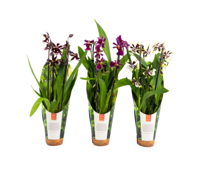 ORCHIDEE 2BR VARIEES