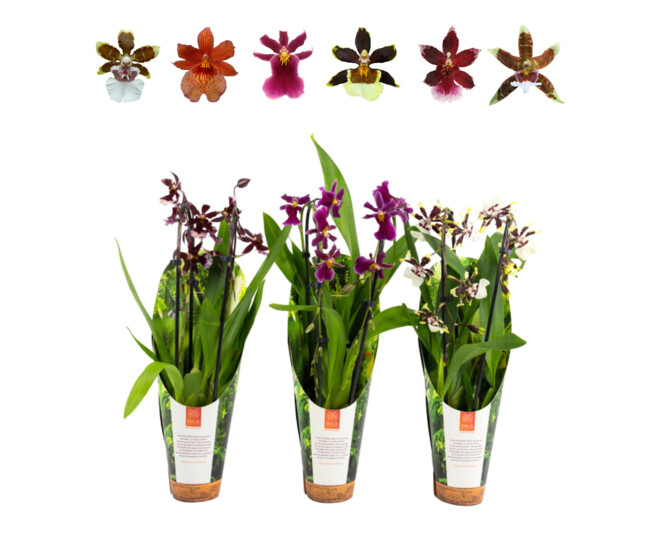 ORCHIDEE 2BR VARIEES