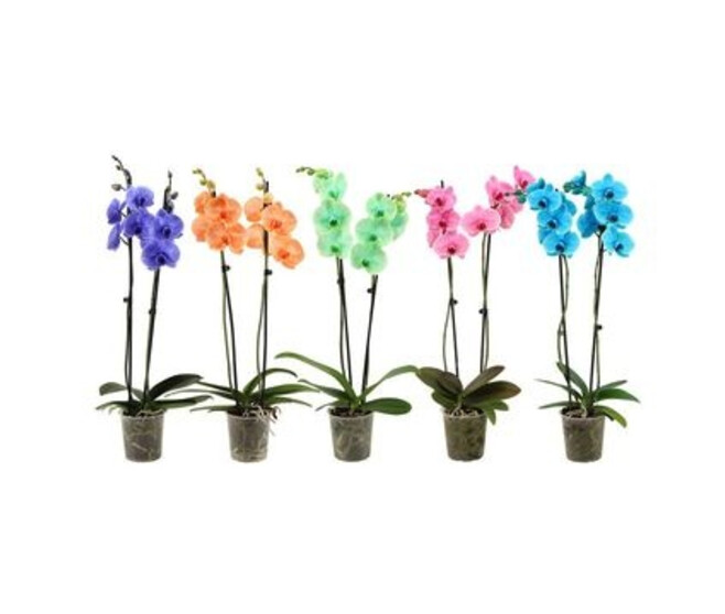 PHALAENOPSIS 3BR TEINTE