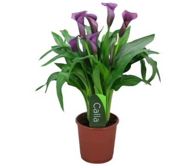 ARUM PACO