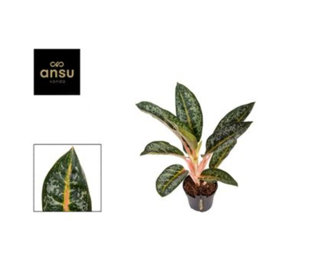 AGLAONEMA ORANGE FLAME