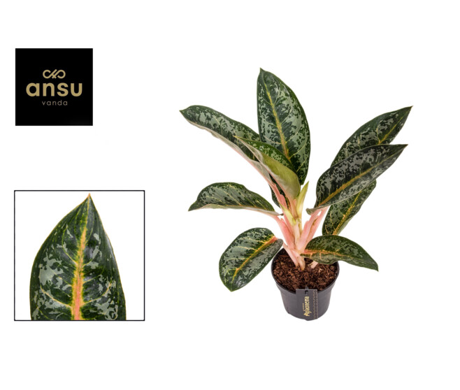 AGLAONEMA ORANGE FLAME