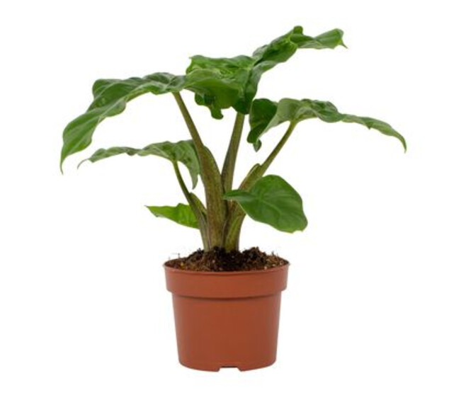 ALOCASIA LOW RIDER