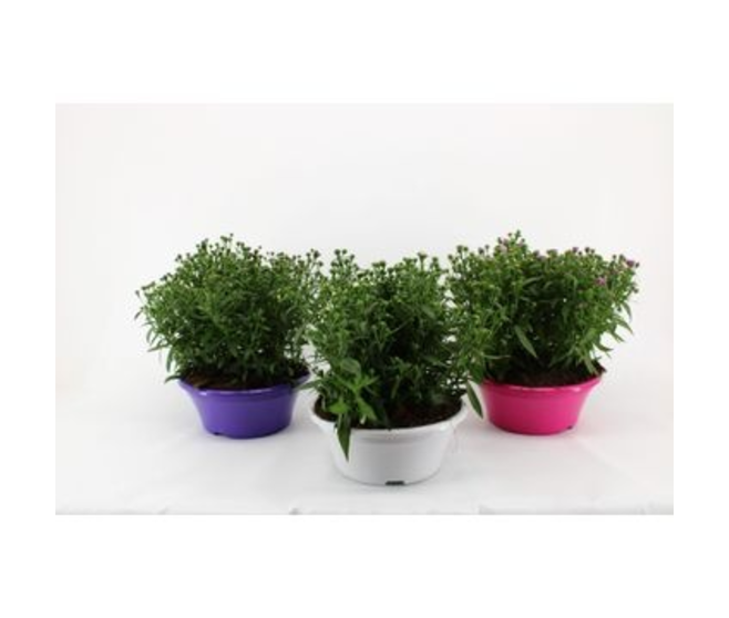 ASTER COUPE P COLORE