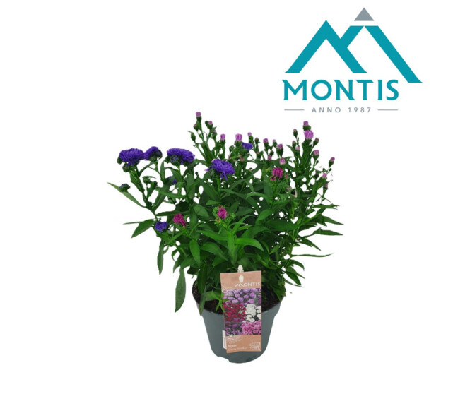 ASTER SHOWMAKERS