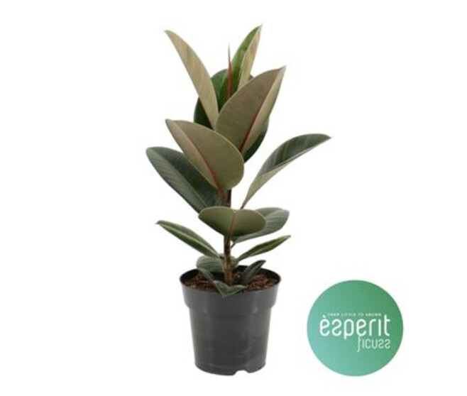FICUS ROBUSTA