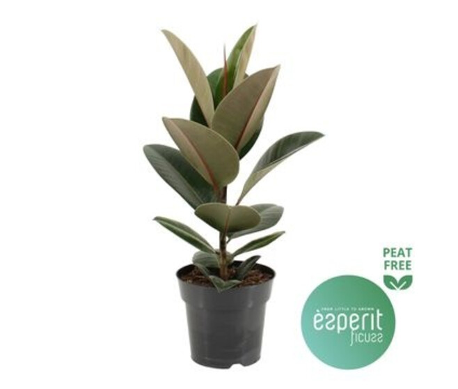 FICUS ROBUSTA