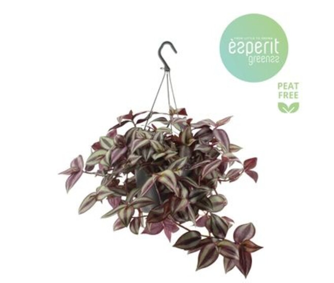 TRADESCANTIA ZEBRA SUSP