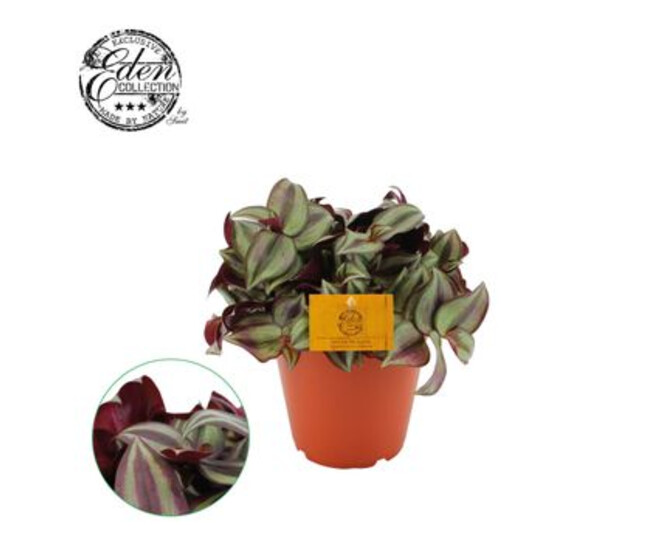 TRADESCANTIA ZEBRINA PURPUSII