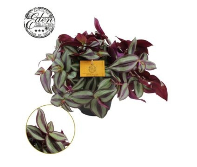 TRADESCANTIA ZEBRINA PURPUSII
