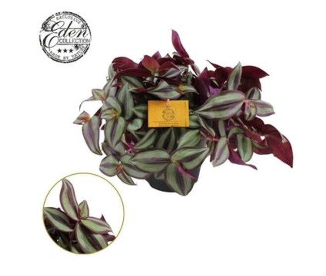 TRADESCANTIA ZEBRINA PURPUSII