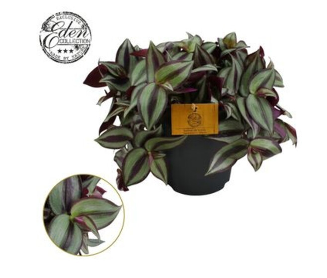 TRADESCANTIA ZEBRINA PURPUSII