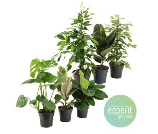 PLANTES VERTES VARIEES