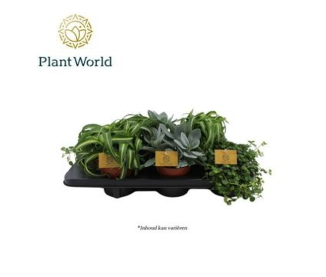 PLANTES VERTES VARIEES